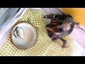 Baby pink-backed pelican feeding.