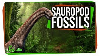 Two New Sauropods Generate Excitement and Controversy | SciShow News Two New Sauropods Generate Excitement and Controversy | SciShow News