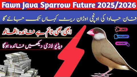 Fawn Java Sparrow Future 2025 | How far will the high flight rate of the Fawn Java Sparrow continue?