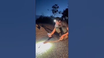 I cruised a black-headed python with jjsnakes!!