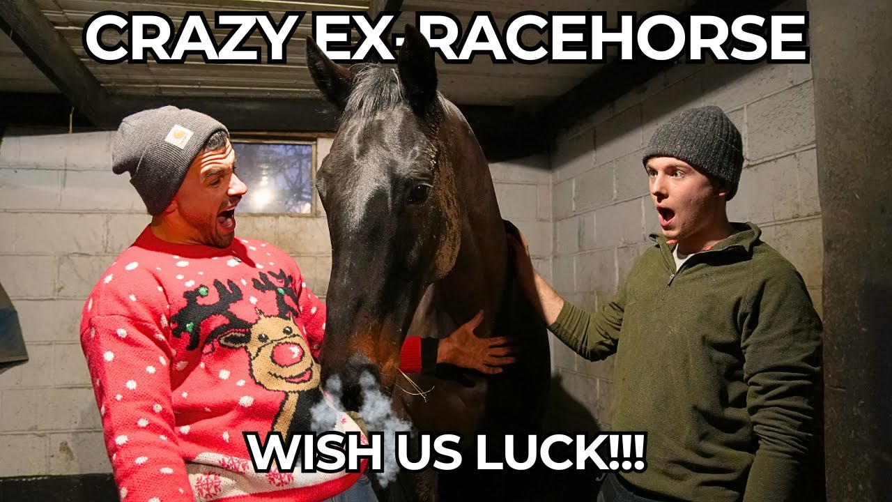 What Could Go Wrong? A First Timer & an Ex-Racehorse!