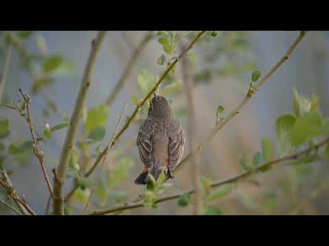 تغريد خرافي لطائر العندليب ازرق الحنجرة