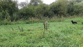 Bella, Bracco Italiano and Bonnie, Gordon Setter flushing pheasant. by Paul 256 views 7 months ago 1 minute, 17 seconds