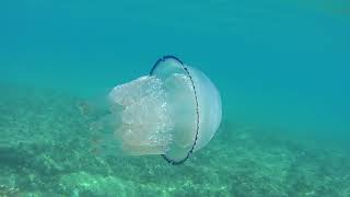 Medusas del Mediterráneo