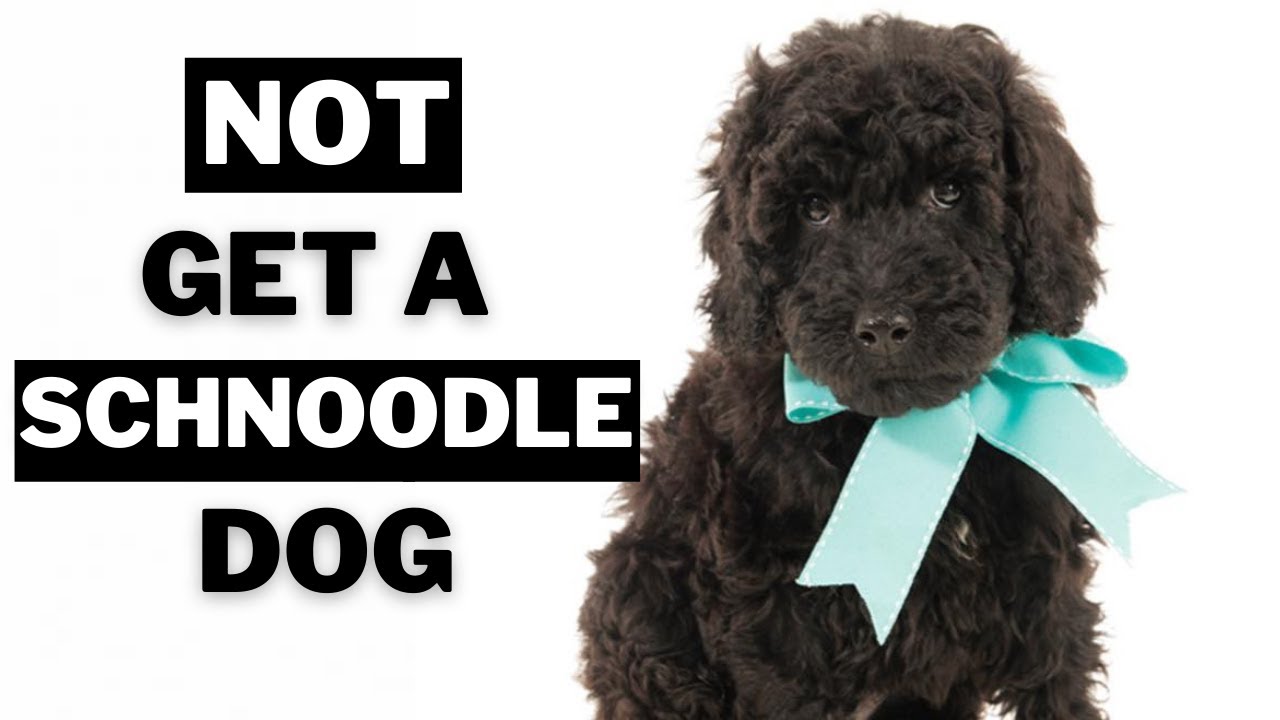 10 Big Reasons Why You Should Not Get A Schnoodle Dogs