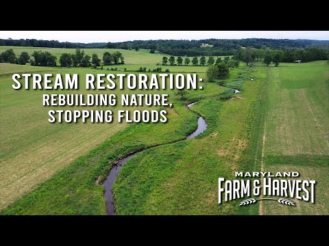 How To Landscape The Bank Of A Creek?