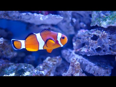 Relaxing Music | Sea Creatures | Piano Background Music (Aquarium Dream)