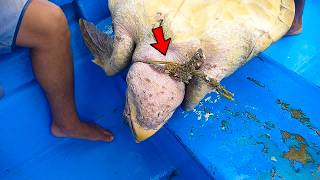 Marine Biologist Saves Turtle’s Life — Watch How It Thanks Her For Her Help!