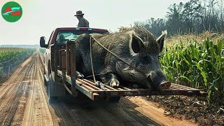GIANT WILD PIGS: The Worst Nightmare Of Farmers And The US  Agricultural! | Farmer 4.0