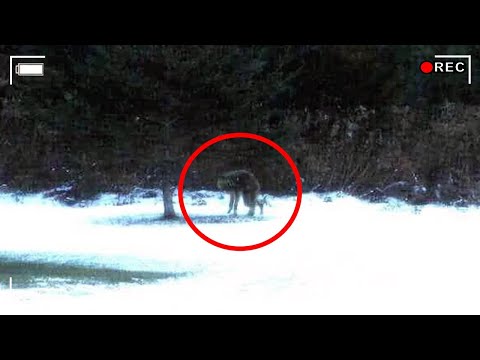 10 Mind-Blowing Secrets Hidden In The SoulLessFox Leak You NEED To See