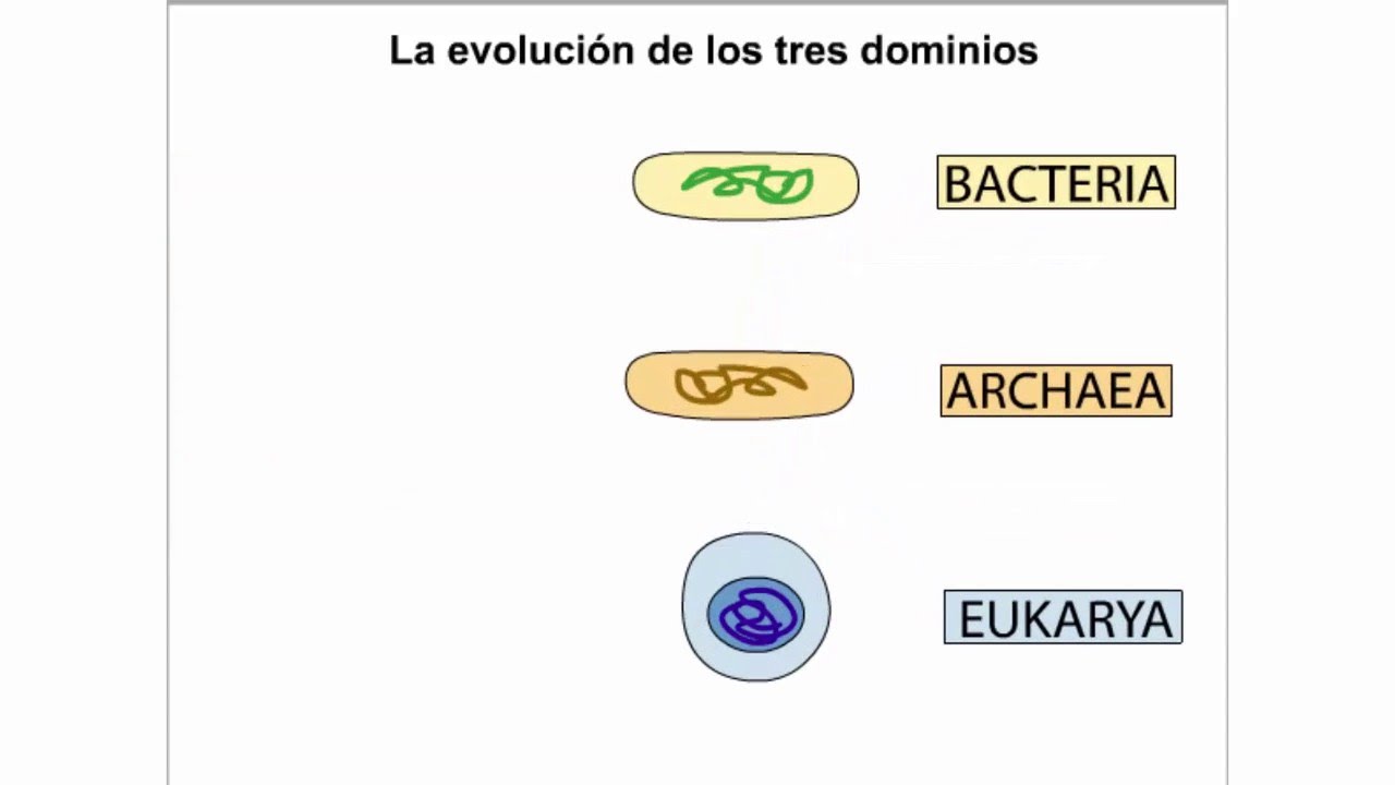 La Evolucion De Los Tres Dominios De La Vida Youtube