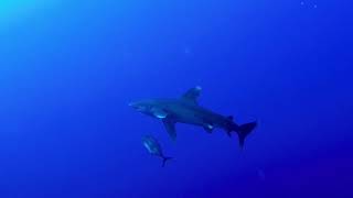 Oceanic White Tips at Elphinstone by Ismail and Youssef