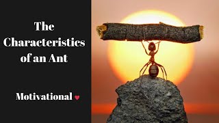 The Characteristics of an Ant  Motivational  #Ants #AntColony #Leadership #Success #Inspirational