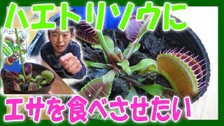 【植レポ】 食虫植物ハエトリソウにチーズを食べさてみたよ！