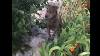 Ginger: Official Trailer