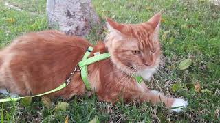 Maine Coon on the walk #mainecoon #mainecooncat by Maine Coon Cookie 42 views 2 years ago 2 minutes, 46 seconds