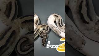 Celebrity Who needs color? Profile