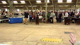 009 by thendara show dogs 128 views 9 years ago 1 minute, 54 seconds