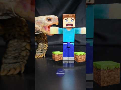 Minecraft ASMR Mukbang Eating Steve Turtle Tortoise 
