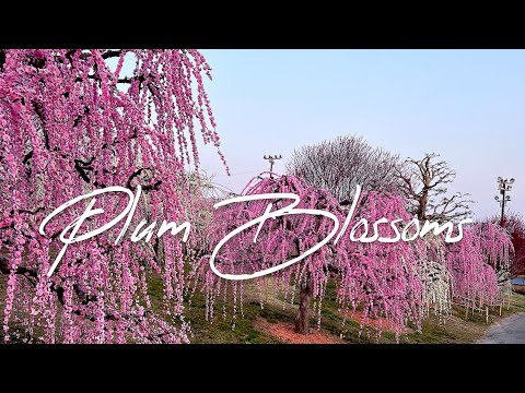 かざはやの里  梅の花  PLUM BLOSSOMS  PLUM TREE  UME NO HAN