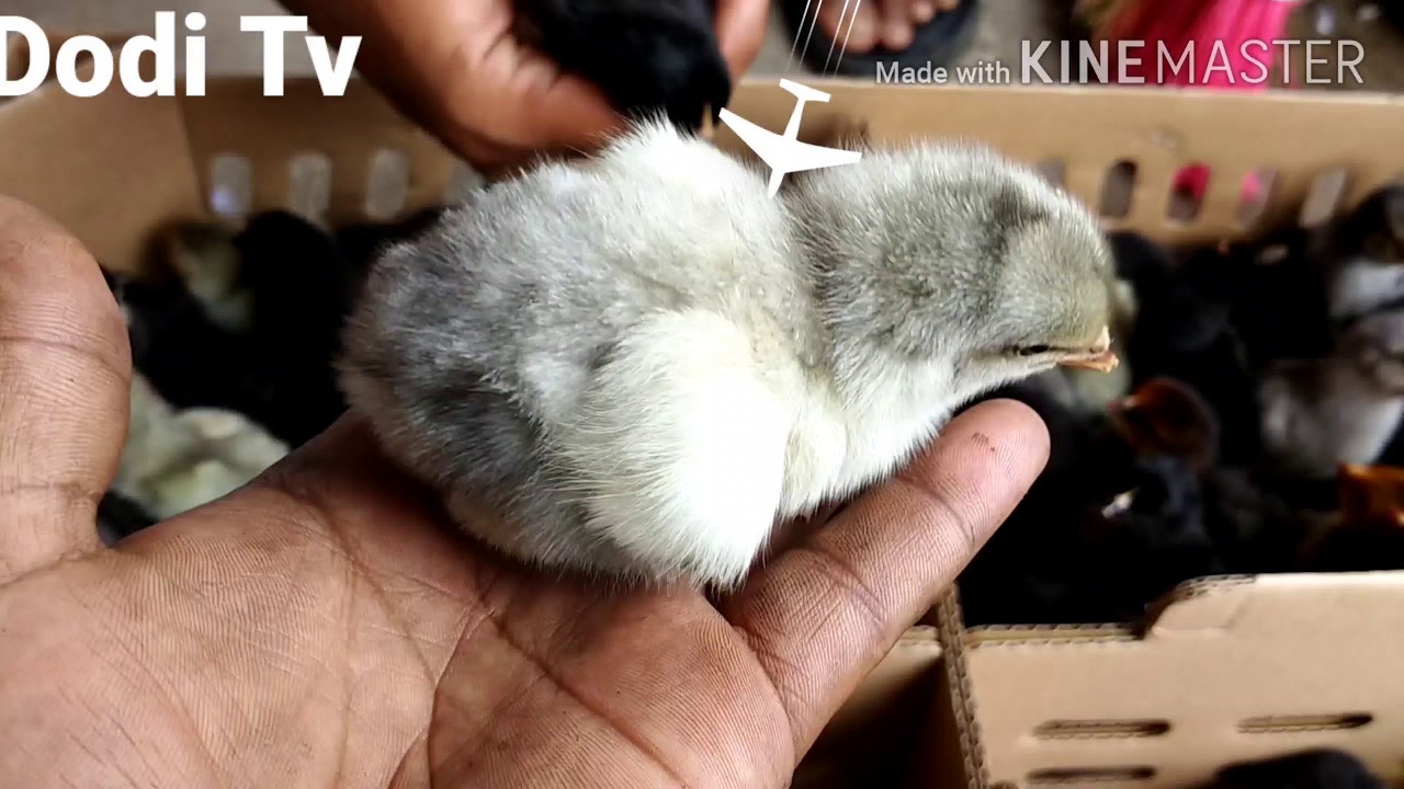 PERTAMA KALI SAYA MENCOBA BIBIT AYAM ULU 