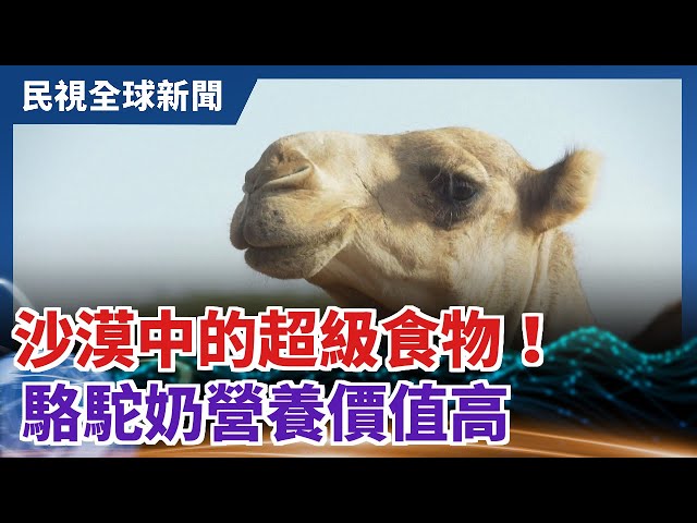 【民視全球新聞】沙漠中的超級食物！ 駱駝奶營養價值高 2021.02.14
