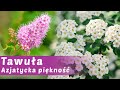 Tawua spiraea  azjatycka pikno w twoim ogrodzie konkretny poradnik