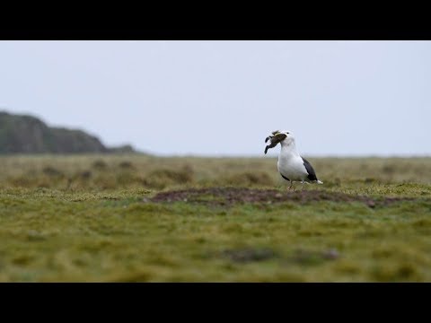 Seagull Swallows Rabbit Whole