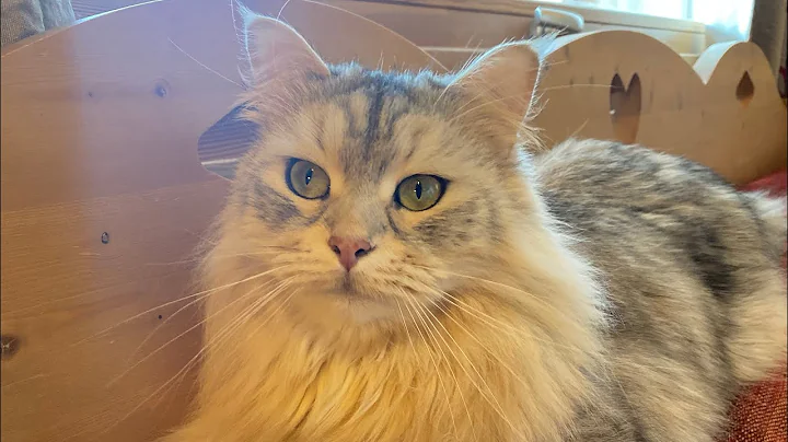 Video 3315351: siberian cat, cat cutecat, fluffy cutecats, cat show