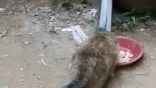 Kedi Vs. Güvercin Antep Dublaj