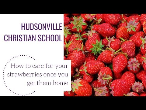 Hudsonville Christian School Strawberry Planting