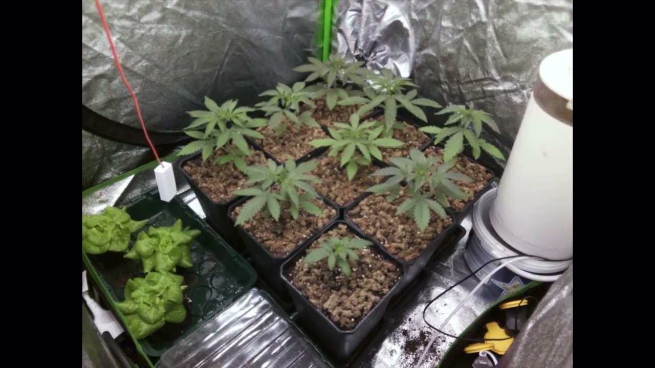 Biscotti Mintz croissance complète.