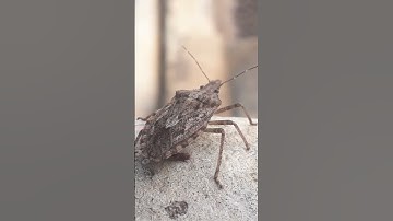 stink bug | #shorts #insect