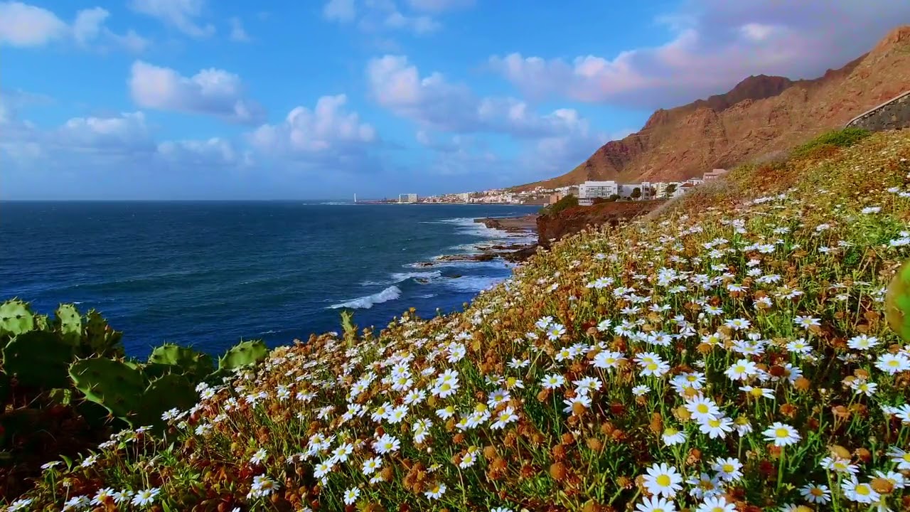 MOST BEAUTIFUL 4K BEACH FLOWERS