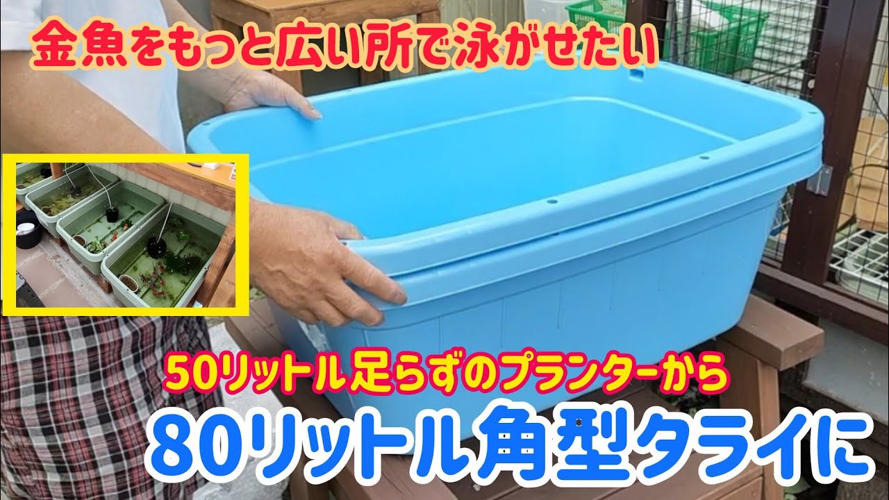 金魚鉢　r3 r8 Goldfish] Upgrading from a 50-Liter Planter to an 80-Liter