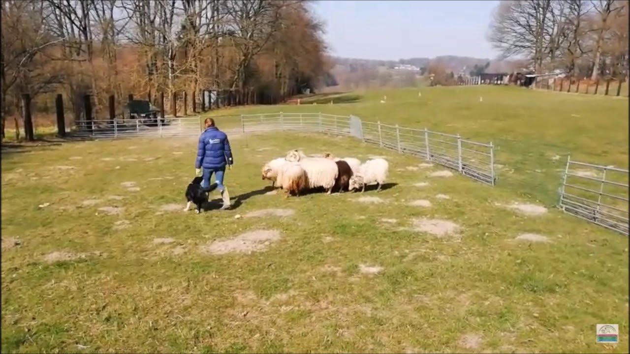 Gael lernt Schafe hüten 2 Nicola flop, Larissa top Border Collie