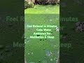 Feel Relaxed in Minutes 🍃 Calm Water Ambience for Meditation & Sleep #shorts #shortvideo