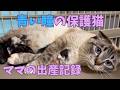 【159保護猫出産】折れ耳と青い瞳の小柄な妊婦猫ひとみちゃん出産頑張りました⭐︎