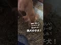 速報！新しいファミリーが増えました！猟犬の子犬です！　#猟犬　#子犬