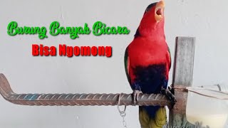 Burung Nuri Ini Bisa Menirukan Banyak Suara #Burung Nuri Pinter Ngomongin