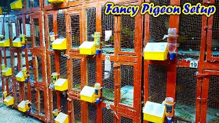 Fancy Kabootaro ka Khubsurat Setup | Fancy Pigeon Farming at Home | Fancy Pigeon Business by Pak Pet Zone 1,439 views 7 months ago 3 minutes, 54 seconds