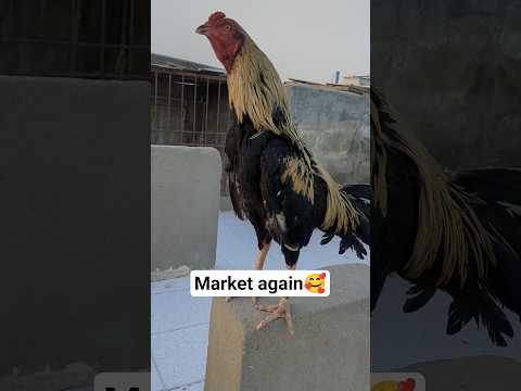 Market again 🥰 #aseelmurga #minivlog #shortsfeed #viral #aseellovers #lalukhetexoticbirdsmarket