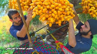 موسم حصاد ثمار النخيل بولاية الحمراء لعام 2020 م Sultanate of Oman