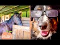 Animals are smart, they just don&#39;t want to pay taxes! Smart Animals Compilations