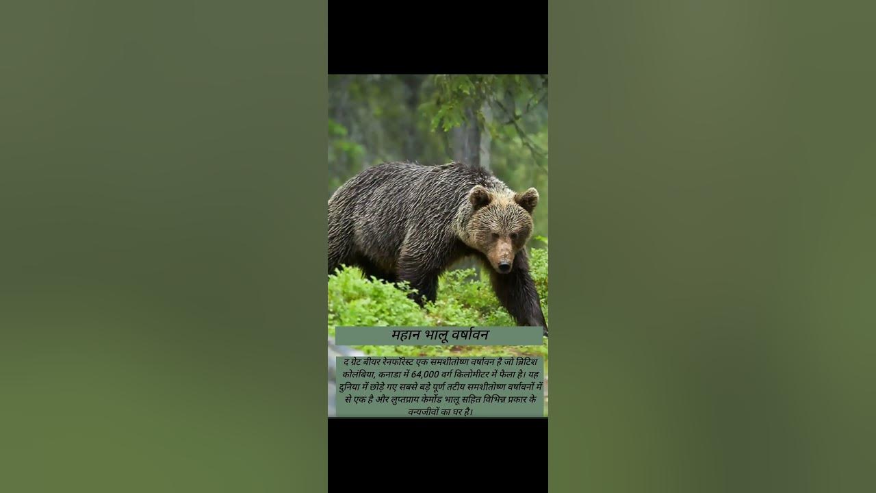 10-largest-forest-in-the-world-youtube