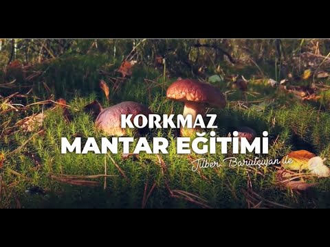 Video: Tarhun Ile Mantar