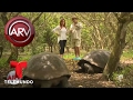 Cómo preservan las tortugas en las Islas Galápagos | Al Rojo Vivo | Telemundo
