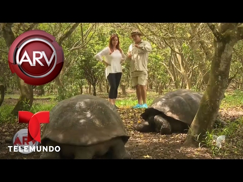 Vídeo: 18 Imágenes Que Te Convencerán De Llevar A Tus Hijos A Galápagos - Matador Network