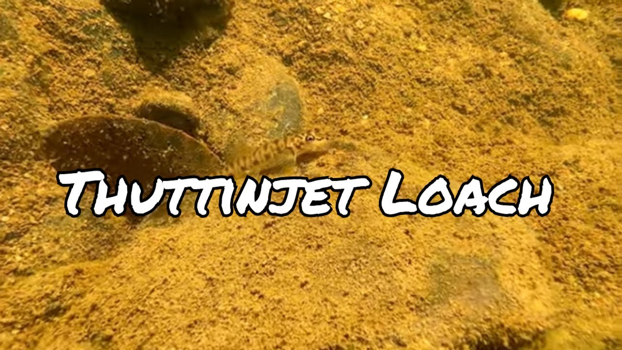 Thuttinjet Loach in Its Natural Habitat | Nemacheilus stigmofasciata Underwater Biotope