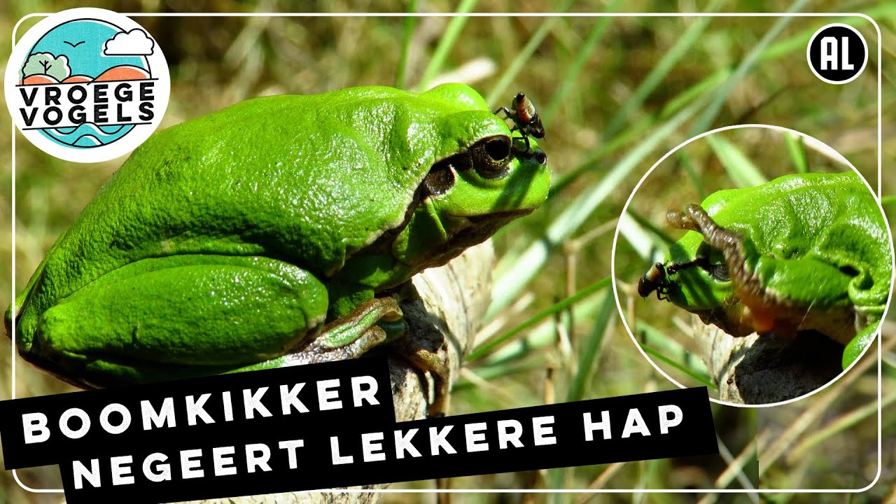 Boomkikker slaat insect van zich af | Zelf Geschoten | Vroege Vogels